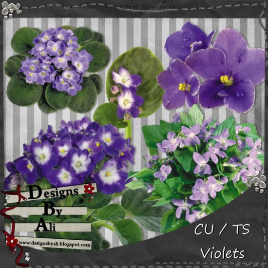 CU Violets Pk 1 TS - Click Image to Close
